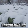 В Пакшеньге первый снег. 11 октября 2014 г.